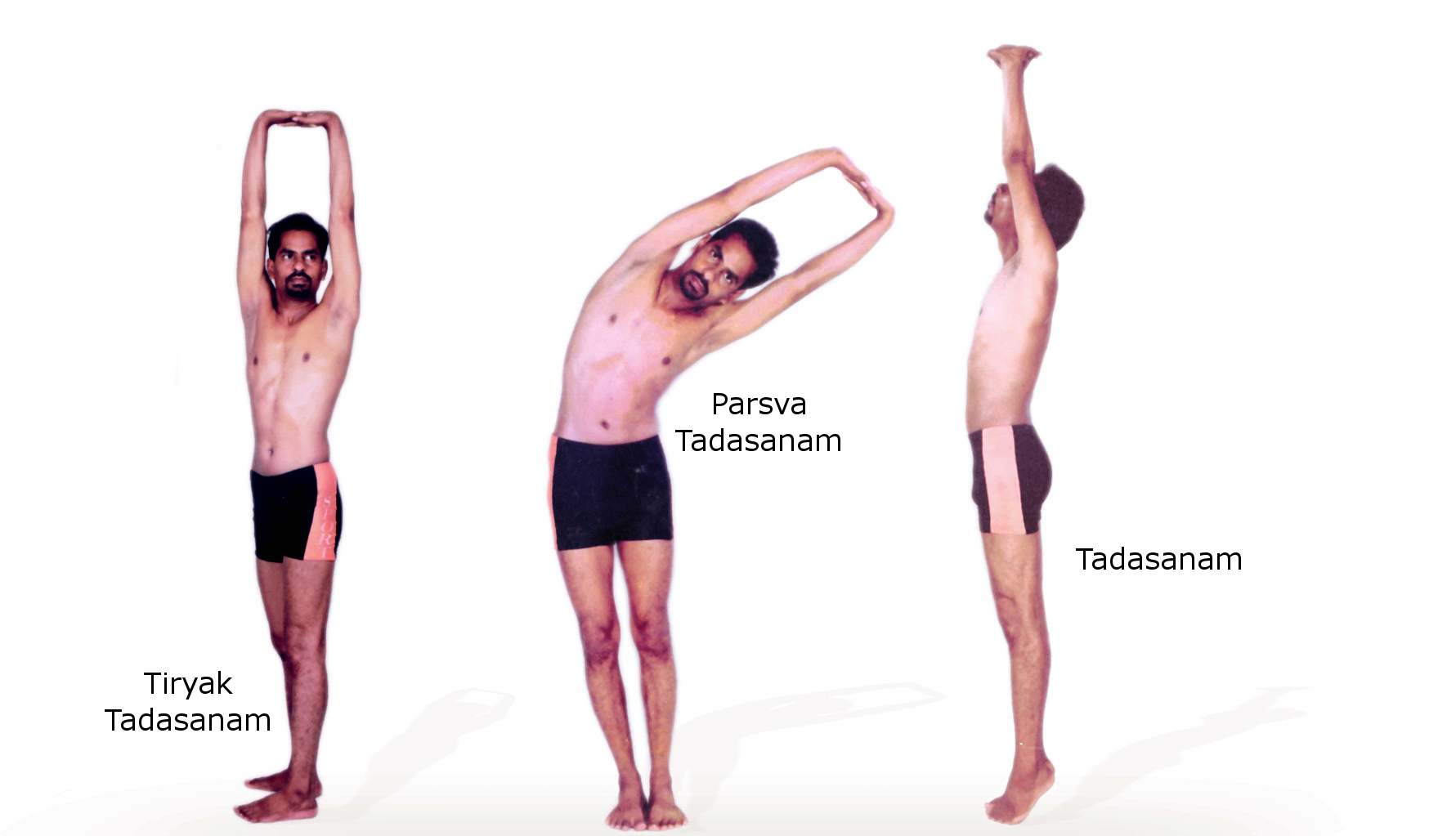 Tadasana or Tada Asana or Palm Tree Pose | PDF